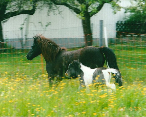 dressage horse Beniyn (Shetland Pony, 2004, from Holsteins Bonavista)