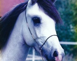 Pferd Benito Boy (Deutsches Reitpony, 1997, von Breeton Bric)