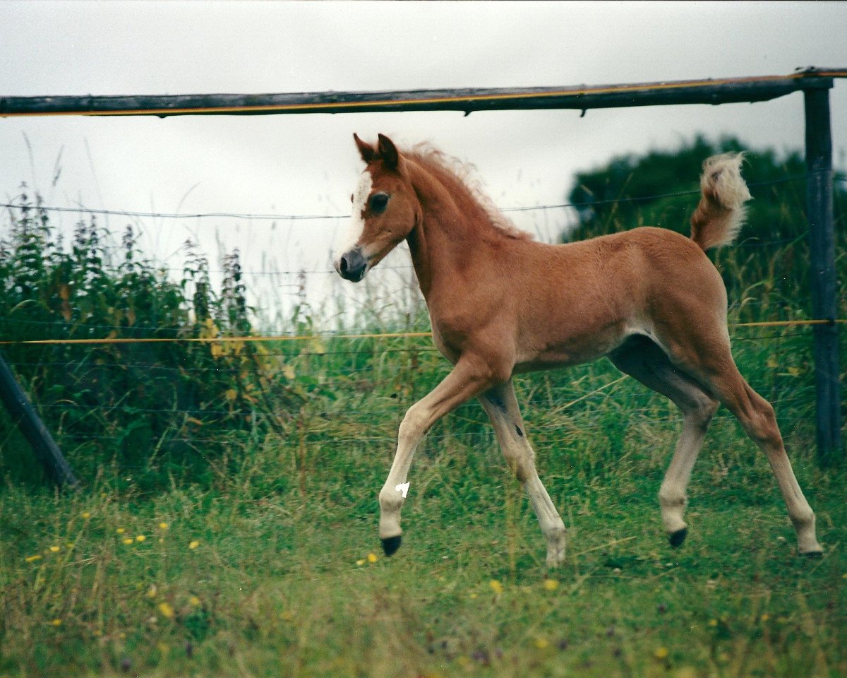 Pferd Billy Boy (Deutsches Reitpony,  , von Breeton Bric)