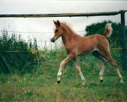 horse Billy Boy (German Riding Pony,  , from Breeton Bric)