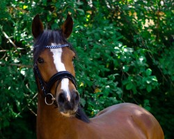 broodmare Dream Girl (German Riding Pony, 2014, from Dimension AT NRW)