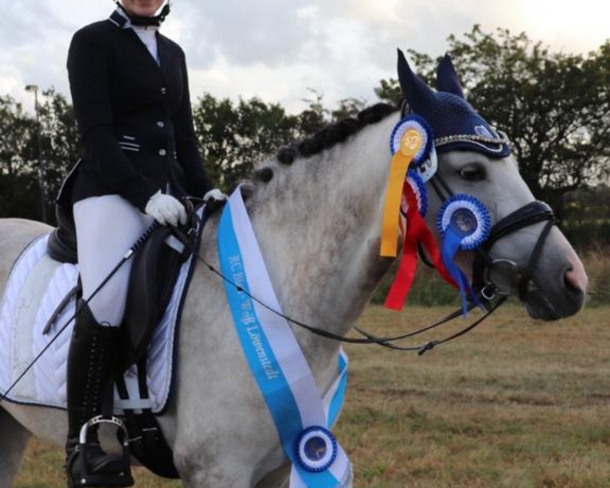 dressage horse Isadora 7 (German Riding Pony, 2013, from FS Mr. Right)