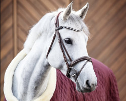 broodmare Enjoy I (Holsteiner, 2012, from Cachas)