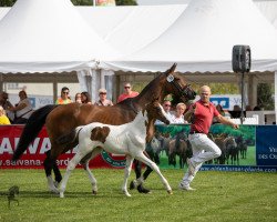 Pferd Sunshine (Pinto mit Reitpferdepedigree, 2019, von Special Effekt)