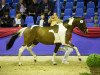 stallion Sunny Boy Junior (Pinto / Hunter, 2017, from Sunny Boy)