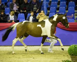 Deckhengst Sunny Boy Junior (Pinto/Hunter, 2017, von Sunny Boy)