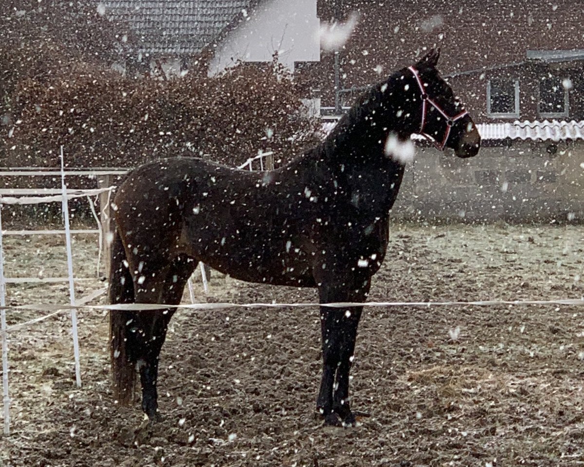 broodmare My Diamond 3 (KWPN (Royal Dutch Sporthorse), 2017, from Sir Arie)