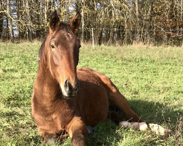 dressage horse Hengst von For Romance II (Oldenburg, 2018, from For Romance II)