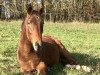 dressage horse Hengst von For Romance II (Oldenburg, 2018, from For Romance II)