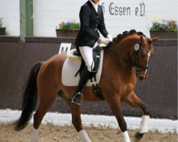 dressage horse Don Daylon (German Riding Pony, 2011, from Dornik B)