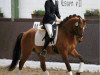 dressage horse Don Daylon (German Riding Pony, 2011, from Dornik B)