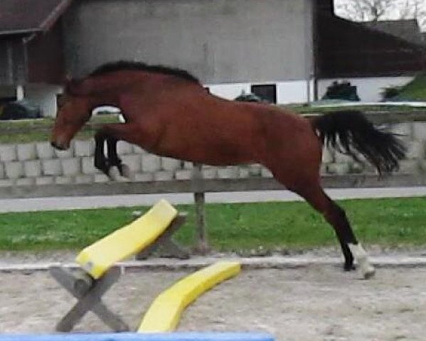 broodmare Evaine la Pierre (Zangersheide riding horse, 2012, from Dollar de la Pierre)