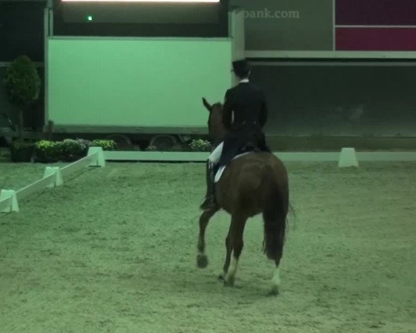 Reitturnier Mönchengladbach-Abtshof 2015