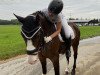 dressage horse Rafinho (Hanoverian, 2006, from Rascalino)