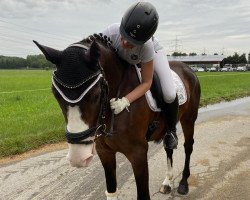 dressage horse Rafinho (Hanoverian, 2006, from Rascalino)