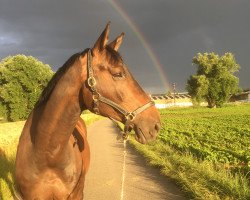 horse Stanley 143 (Württemberger, 2005, from Lehndorff's)