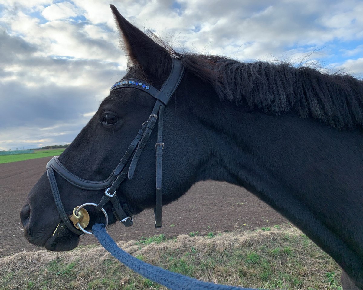 dressage horse Gräfin Guyana (Trakehner, 2015, from Hopkins)