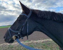 dressage horse Gräfin Guyana (Trakehner, 2015, from Hopkins)