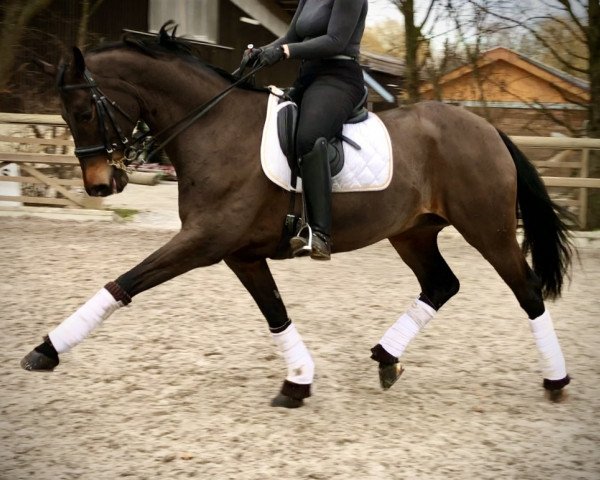 dressage horse Dont Worry (Hanoverian, 2009, from Dancier)