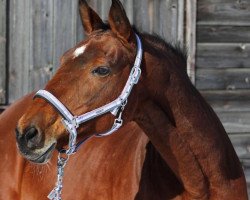 broodmare Stute von Noble Champion (Oldenburg, 1993, from Noble Champion)