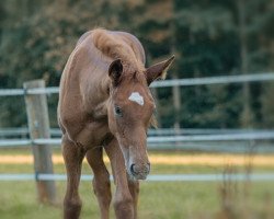 Springpferd Levina (Deutsches Reitpferd, 2019, von Levado K)