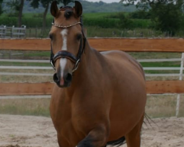 broodmare Doublette (German Riding Pony, 2012, from The Braes My Mobility)