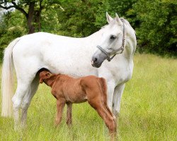 broodmare Ciara 84 (German Sport Horse, 2009, from Colorit)