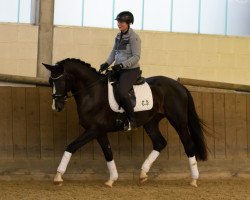 dressage horse Nachtmythos (Trakehner, 2016, from Niagara 34)