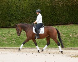 jumper Nasicher (Trakehner, 2016, from Niagara 34)