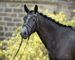 dressage horse Nachtgeschichte (Trakehner, 2016, from Interconti)