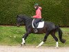 jumper Donauperle 9 (Trakehner, 2016, from Kasimir TSF)