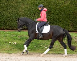 jumper Donauperle 9 (Trakehner, 2016, from Kasimir TSF)