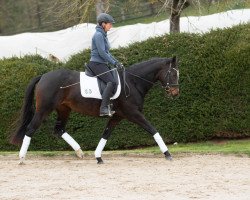 dressage horse Donjagara (Trakehner, 2016, from Niagara 34)