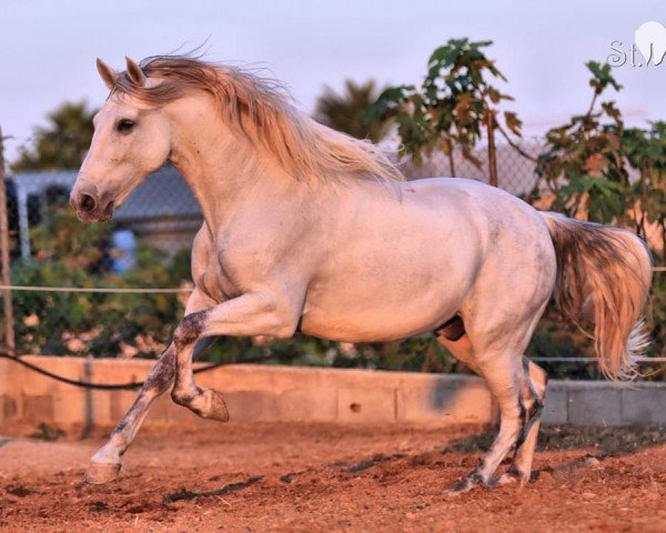 Pferd Otto II (Pura Raza Espanola (PRE), 2012)