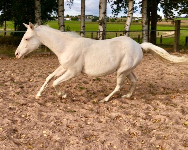 Pferd Callme Gunnercat (Paint Horse, 2018)