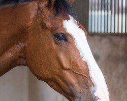 jumper Golden Star Z (Zangersheide riding horse, 2013, from Gaillard de La Pomme)