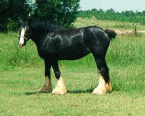 horse Culloden's Daffodil (Clydesdale, 1982, from Running W. Hi-Hat)