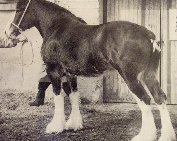 Zuchtstute Croydon Lynne (Clydesdale, 1959, von Scotland's Pioneer)