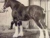 Zuchtstute Croydon Lynne (Clydesdale, 1959, von Scotland's Pioneer)