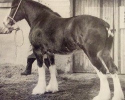 broodmare Croydon Lynne (Clydesdale, 1959, from Scotland's Pioneer)