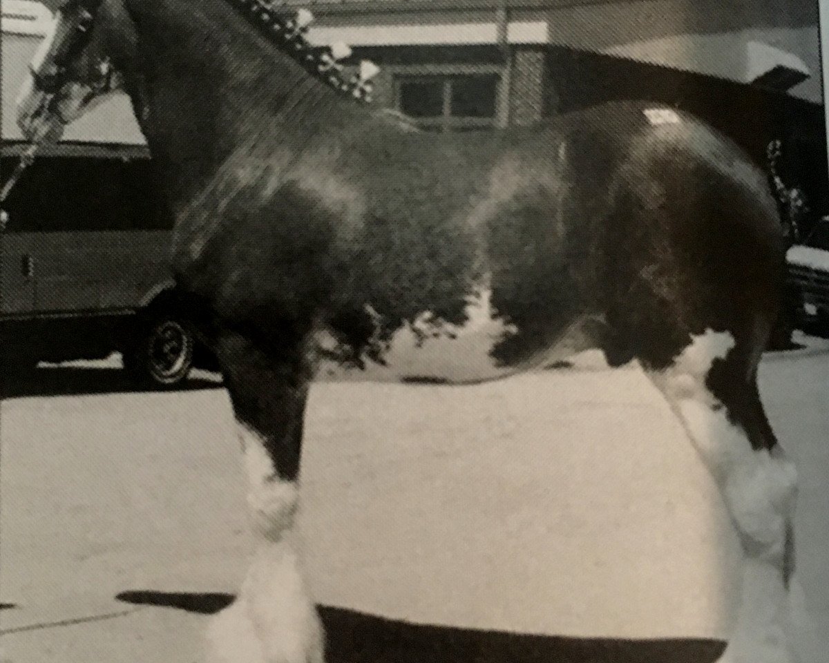 stallion Labor's End Sir Hinchcliff (Clydesdale, 2001, from Ambassador's Danny Boy)
