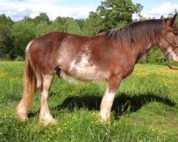 Pferd Cross Creek Acres High (Clydesdale, 2017, von Stoney Creek Henry)