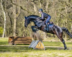 dressage horse Flying Shadow 18 (Hanoverian, 2015, from Fürstenball)