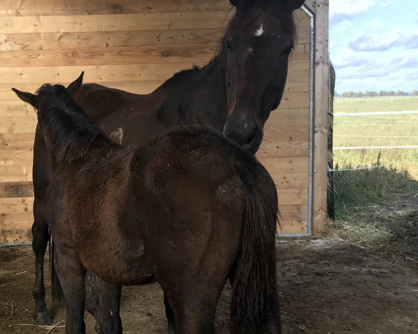 broodmare Forlista xx (Thoroughbred, 2003, from Kallisto xx)