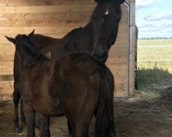 broodmare Forlista xx (Thoroughbred, 2003, from Kallisto xx)