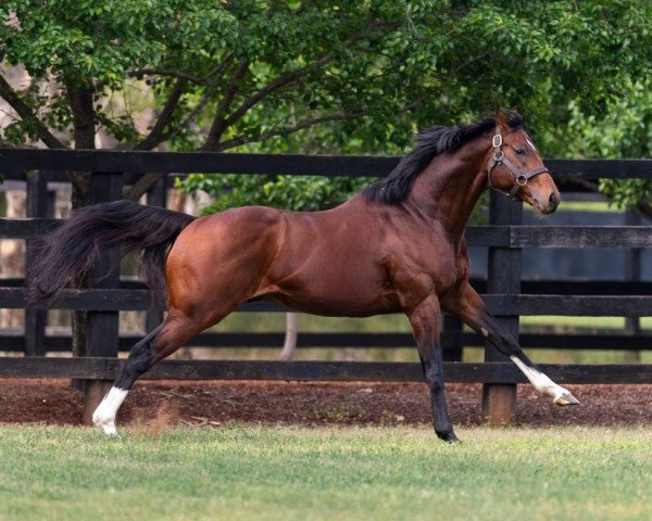 stallion Churchill xx (Thoroughbred, 2014, from Galileo xx)