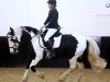 dressage horse Patchy 3 (Tinker / Irish Cob / Gypsy Vanner, 2008, from Bullseye N.R.)