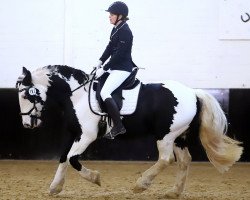 dressage horse Patchy 3 (Tinker / Irish Cob / Gypsy Vanner, 2008, from Bullseye N.R.)