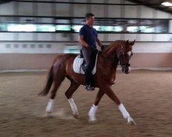 dressage horse Floribo (Westphalian, 2010, from Fleury)