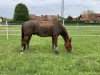 dressage horse Don Peppone 3 (Saxony-Anhaltiner, 2002, from Don Rubin 3)